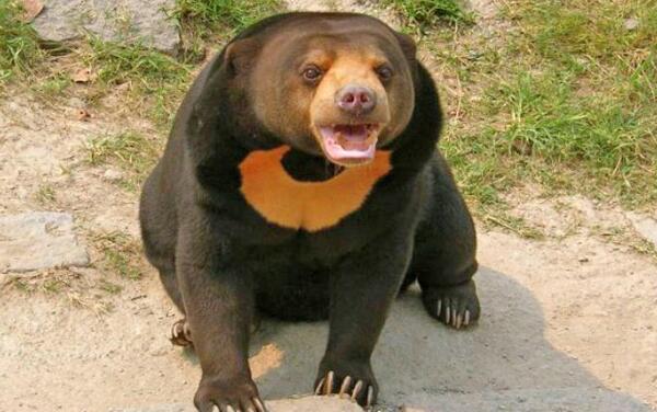 世界上体型最小的熊，马来熊（体长仅1.2米很可爱）