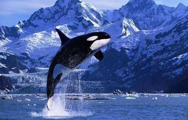 世界上最大的海豚科动物，虎鲸（体长9米亲近人类）
