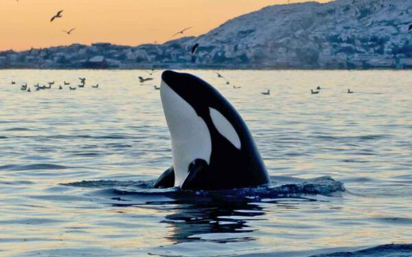 世界上最大的海豚科动物，虎鲸（体长9米亲近人类）