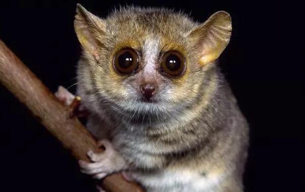 世界上最小的原始猴，鼠狐猴（身长16厘米/眼比脸大）
