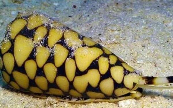 世界上破坏性最强的蜗牛，锥形蜗牛（几分钟致人死亡）