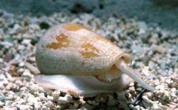 世界上破坏性最强的蜗牛，锥形蜗牛（几分钟致人死亡）