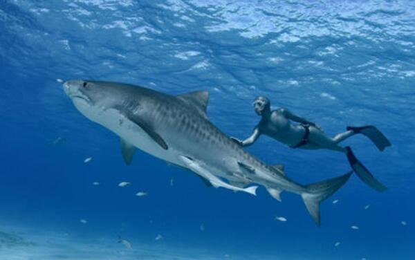 世界上最大的虎鲨，最大体长7.4米（最大体重1524公斤）