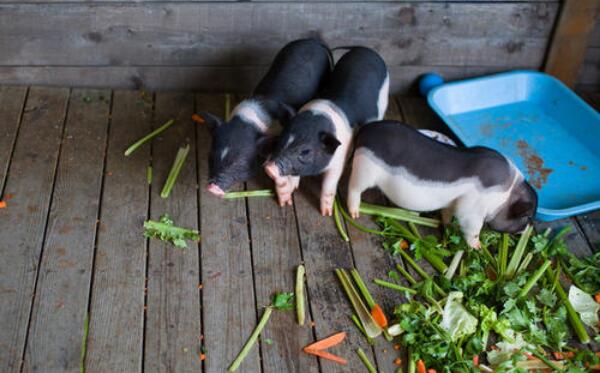 世界上最小的猪微型猪，体重不到10斤（著名宠物猪）