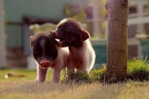 世界上最小的猪微型猪，体重不到10斤（著名宠物猪）