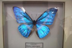 世界上最美丽的蝴蝶，光明女神闪蝶（美的惊人/被卖36万）
