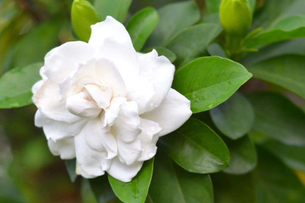世界上最香的花:荷兰野蔷薇(种上一棵香飘十里)