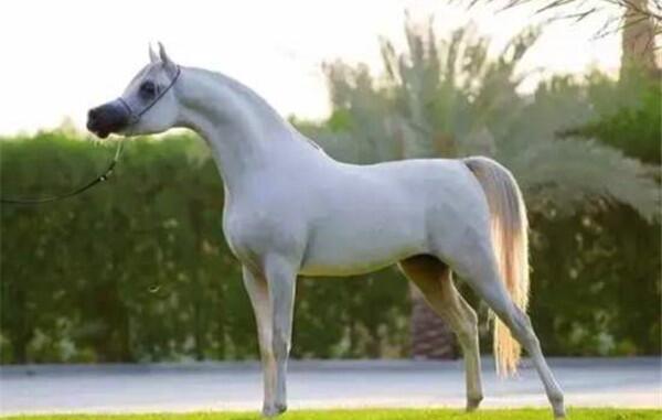 关于马匹的10个世界之最，最大马高2米/最贵马1600万