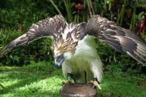 世界上最凶猛的鸟禽，角雕（单抓力50公斤/轻易捏碎猎物）