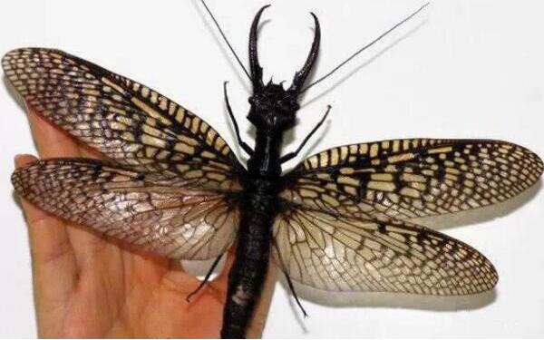 最新世界上最长的昆虫，62.4厘米竹节虫（发现于中国）