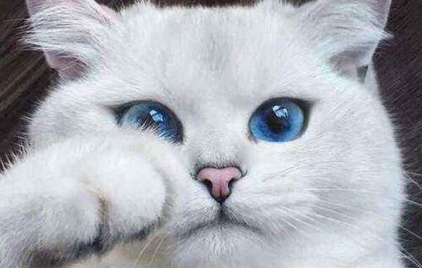 世界上最美的猫咪，短毛猫眼睛迷人（波斯猫全身雪白）