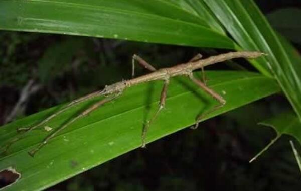 最新世界上最长的昆虫，62.4厘米竹节虫（发现于中国）