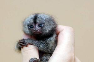 世界上最小的猴子降生，两只小指猴（没有人一根拇指长）