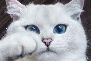 世界上最美的猫咪，短毛猫眼睛迷人（波斯猫全身雪白）