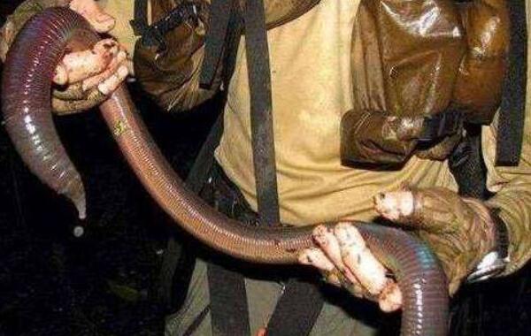 世界上最大的蚯蚓，澳大利亚巨型蚯蚓（长可达3米多）
