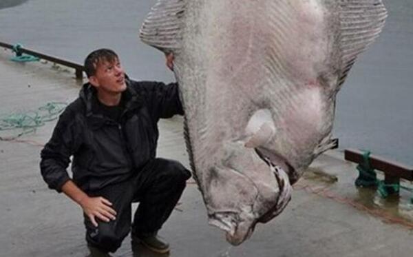 世界上最大的比目鱼，长2.6米重468斤（2013年被捕获）