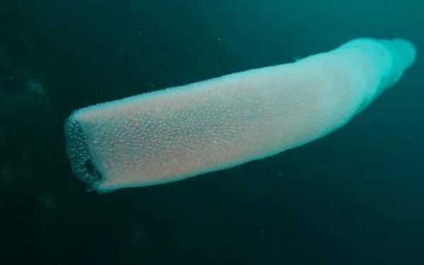 世界上最大的可发光的虫子，海洋中的火体虫（最长30米）
