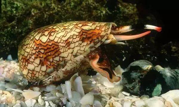 五种世界上最可怕的生物，锥形蜗牛毒性强（红火蚁是人类大敌）五