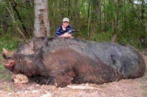 世界上最大的野猪，体重超500公斤（与小汽车差不多大）