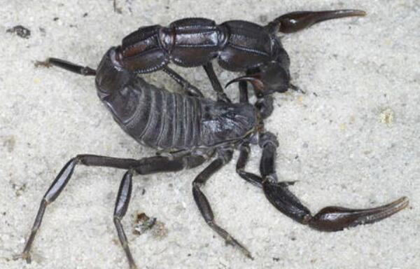 世界上最毒的蝎子，以色列金蝎（易致人死亡/荒漠毒王）