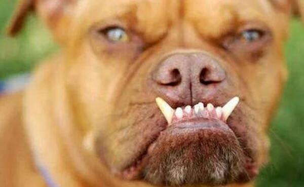 世界上最丑的10只狗，一半来自中国（第一夺冠三次）