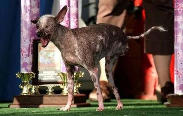 世界上最丑的10只狗，一半来自中国（第一夺冠三次）