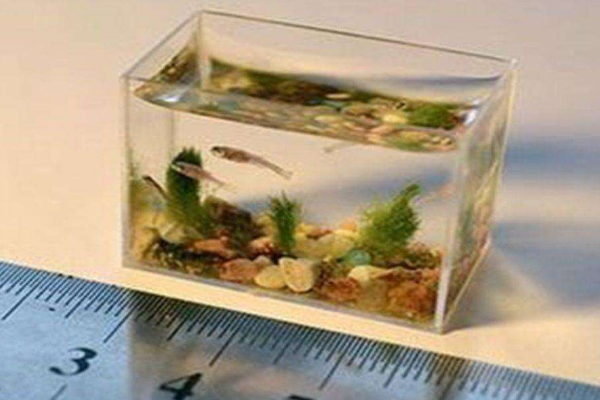 世界上最小的水族馆：装水仅10毫升(不足婴儿手掌大)