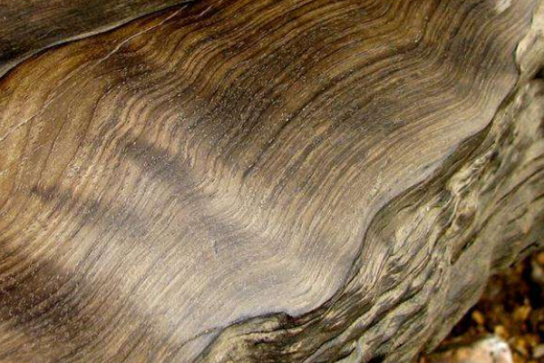 盘点世界上最名贵的木材排名:黄花梨上榜 第二需百年长成