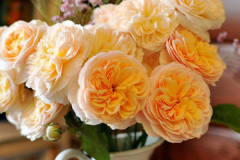 世界上最贵的10种鲜花:兰花多次上榜 第一卖出2695万元天价
