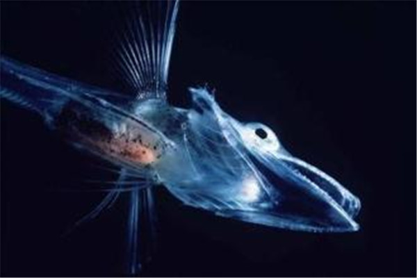 世界最抗冻的一种鱼 鳄冰鱼（生活在有冰川的南极海洋）