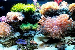 世界上最大的海珊瑚 和一把大扇子一样大两手握住