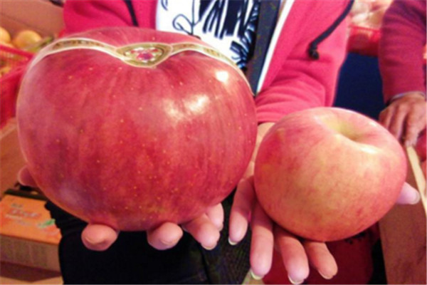世界上最长的削苹果皮 麦迪逊为什么会能得此绝技