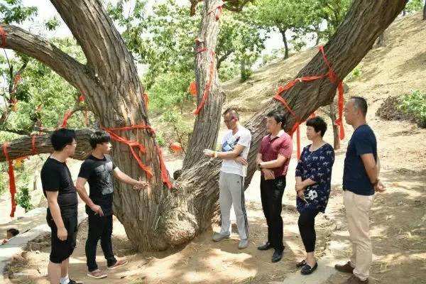 世界上最长寿的树排名 轩辕柏树据传在轩辕帝时已存在