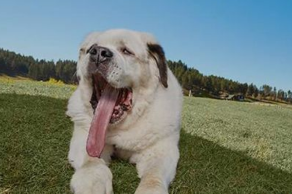世界舌头最长狗:长达18.58厘米(经常会沾到地上灰尘)