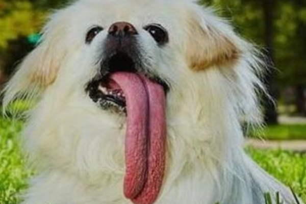世界舌头最长狗:长达18.58厘米(经常会沾到地上灰尘)