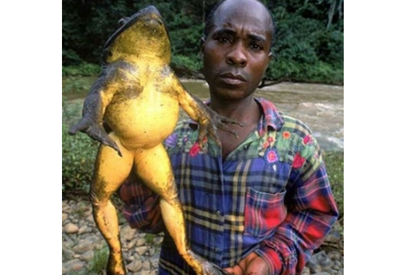 世界上最长的青蛙:伸长腿可达1米(光眼睛就2.5厘米)