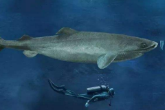 世界上最长寿的鲨鱼:成熟就需要100年(寿命平均400岁)