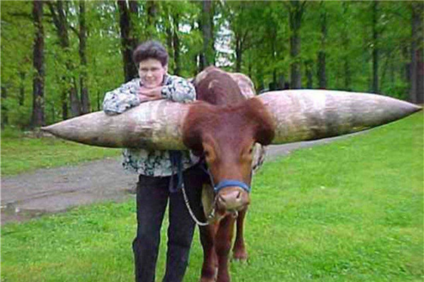 世界上最长的牛角 重量可达200斤左右（来自美国）