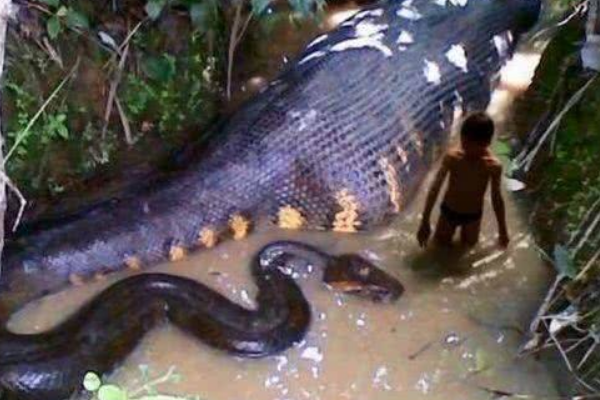 世界上最长的蛇亚马逊森蚺 最长12米(可捕获美洲豹)