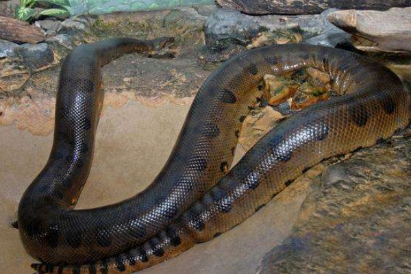 世界上最长的蛇亚马逊森蚺 最长12米(可捕获美洲豹)