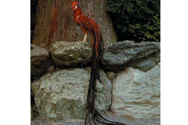 世界上尾羽最长的鸟:最长12.5米(相当于四层楼高)