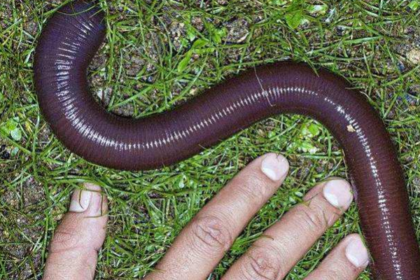 世界最长的蚯蚓:藏于1.5米深的地下(最长3米像蛇粗)
