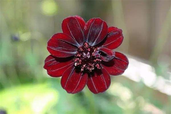 世界上最稀有的十种花 这十种花很是稀有相当罕见