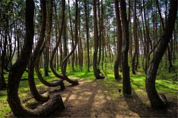 世界上最神奇的10棵树 里斯本树木长在葡萄牙树枝庞大