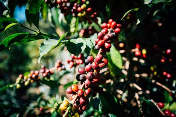 世界上最贵的咖啡 瑰夏咖啡（咖啡豆得来不易产量低）