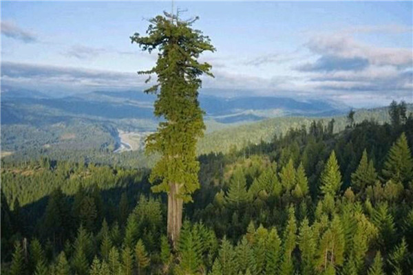 世界上最高的树排行榜 高度超过一百米相当惊人