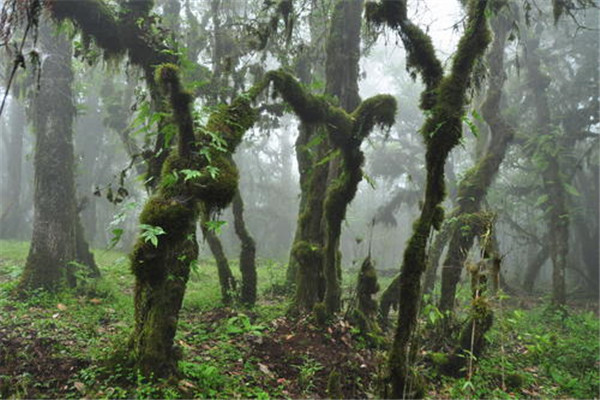 世界上最古老的原始森林 克拉阔克松德（位于温哥华岛）