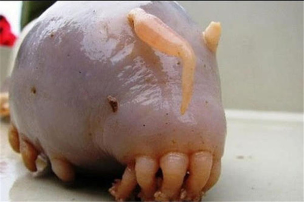 世界上最难看的生物 海猪又称之为江豚（国家保护物种）
