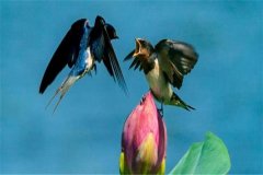 世界上最快的动物 尖尾雨燕（每小时352.5千米）