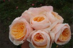 世界上最贵的玫瑰花 朱丽叶玫瑰花（价值300万英镑）